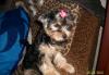 Продам  щенка йорка превью 586845.