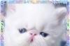 Персидские котята из питомника превью 580741.