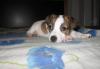 Превью Re Jack-Russell-Terrier Санкт-Петербург - 2