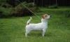Превью Re Jack-Russell-Terrier Санкт-Петербург - 4