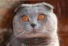Превью Вязка Шикарный вислоухий кот приглашает кошечек Москва - 2