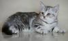 Британские котята мраморного окраса превью 587388.