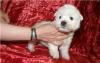 Вест Хайленд Уайт терьер - щенки превью 587702.
