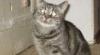 Британская кошечка ищет дом превью 587741.