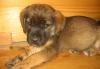 Пуховые, чистенькие 1,5мес щеночки превью 587936.