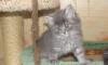 Продаются сибирские котята превью 580847.