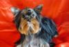 Йоркширский-терьер превью 588999.