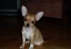 Щеночки Чихуа Хуа. 2 г.ш девочки превью 589212.