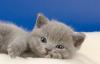 Британские котята голубые и лиловые превью 589436.