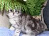 Пушистая очень симпатичная кошечка 3 мес превью 589446.