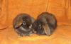 Превью Кролик Карликовый Баран Ангорский Москва - 2
