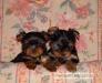 Йоркшир терьер щенки превью 589999.