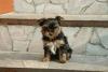 Маленький Щенок Йоркширского Терьера превью 592083.