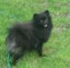 Померанский шпиц девочка черного окраса превью 592706.