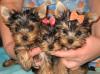 Йоркширского терьера супер-мини щенки превью 592808.