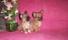 Чихуахуа длинношерчтные мини девочка и мальчики превью 592986.