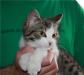 Превью Ласковая котёнка 4 мес ищет дом Санкт-Петербург - 1