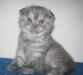 Превью Шотландские вислоухие котята (scottish-fold) Саратов - 1