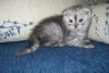 Превью Шотландские вислоухие котята (scottish-fold) Саратов - 2