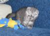 Превью Шотландские вислоухие котята (scottish-fold) Саратов - 3