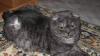 Превью Шотландские вислоухие котята (scottish-fold) Саратов - 4