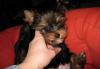Щенки йоркширского терьера 3 мес превью 593284.