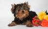 Щенки йоркширского терьера 2,5мес превью 593430.