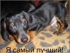 Превью Супер таксята миники Москва - 1