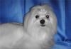 Мальтезе(мальтийская болонка)-щенки превью 593667.