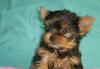 Щенки йоркширского терьера супер мини превью 593707.