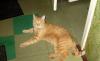 Рыжий котик ищет дом превью 590474.