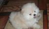 Померанские шпицы редких окрасов превью 594021.