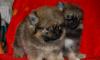 Щенки превью 594139.