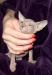Котенок сфинкса (кошечка) превью 594259.