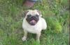 Мопсик девочка превью 594265.