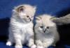 Котята Невские Маскарадные превью 594446.
