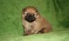 Выбор из 15 щеночков померанского шпица превью 594750.