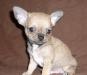 Чихуахуа. Есть мини превью 594821.