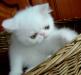Экзот - котик - белый с оранж.глазками превью 594941.