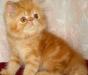 Персидские котята-рыжики превью 594965.