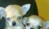 Щенки чихуахуа 1.5 мес. гш консультации превью 595387.