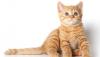 Британские котята  рыжий котик превью 595511.