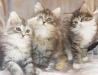 Котята-метисы норвежского лесного кота превью 596508.