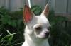 Щенки чихуахуа - разных окрасов, есть Мини превью 596973.