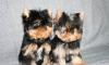 Йоркширский терьер, щенки от профессионалов превью 597076.