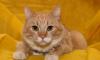 Рыжая кошечка, 9 мес. - хвостатый эксклюзив даром превью 597145.