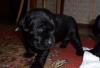 Лабрадор. Щенки-очаровашки превью 597183.