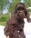Щенки кокер-спаниеля шоколад превью 597223.