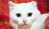 Отдам в добрые руки белоснежного кота превью 597472.