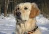 Щенки золотистого ретривера превью 597484.